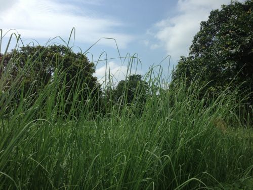 grass nature green