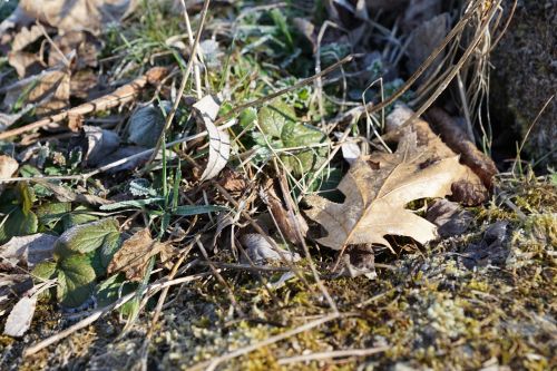 grass leaves green