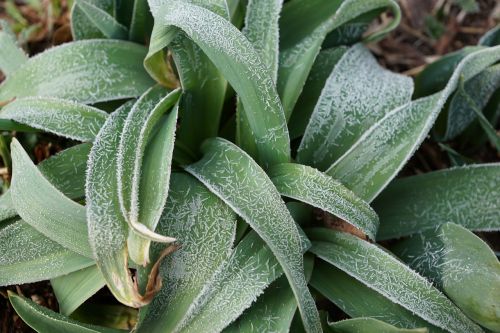 grass green plant