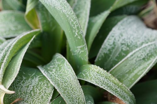 grass green plant