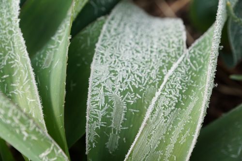 grass green plant