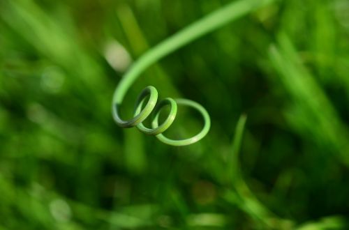 grass blade of grass spiral