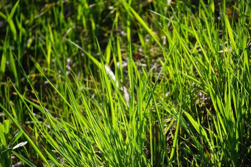 grass halme meadow
