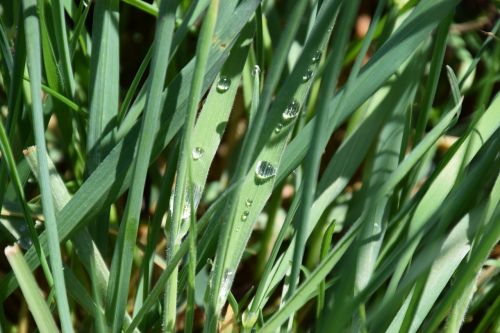grass drop of water macro