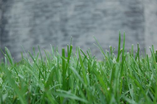 grass background isolated