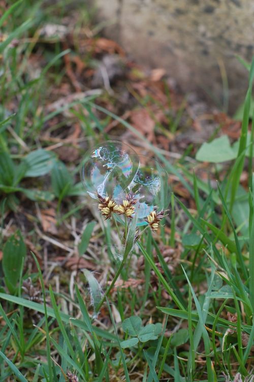 grass spring bubbles