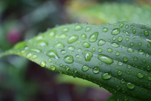 grass leaf nature