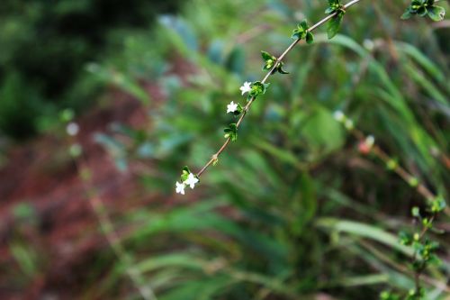 grass flower green