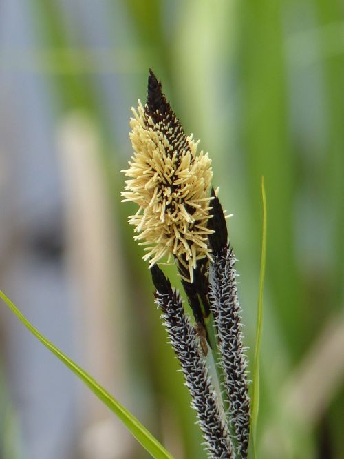 grass spring flower