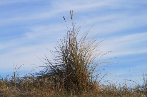 grass sky nature