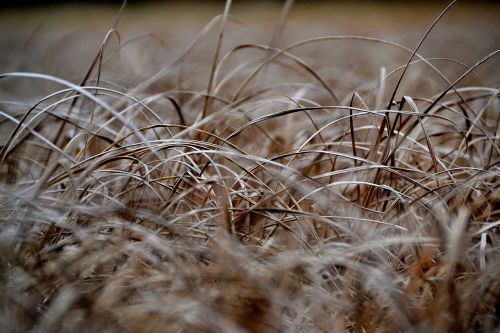 grass meadow straw