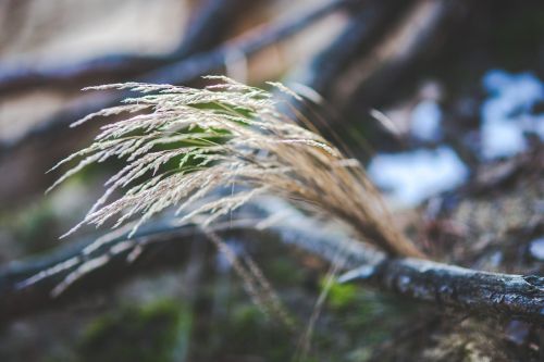 grass dry dried