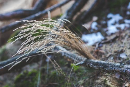 grass dry dried