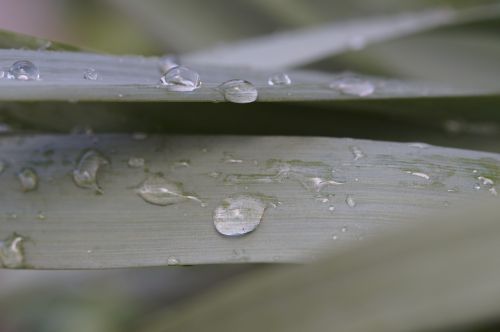 grass dew raindrop