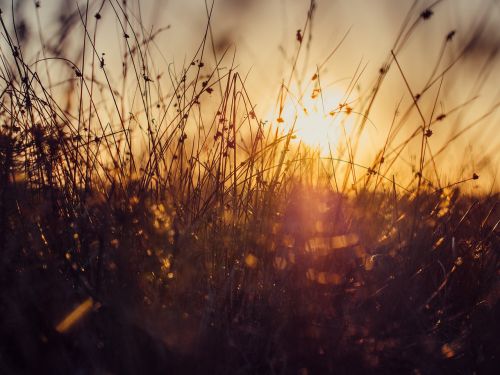 grass plants nature