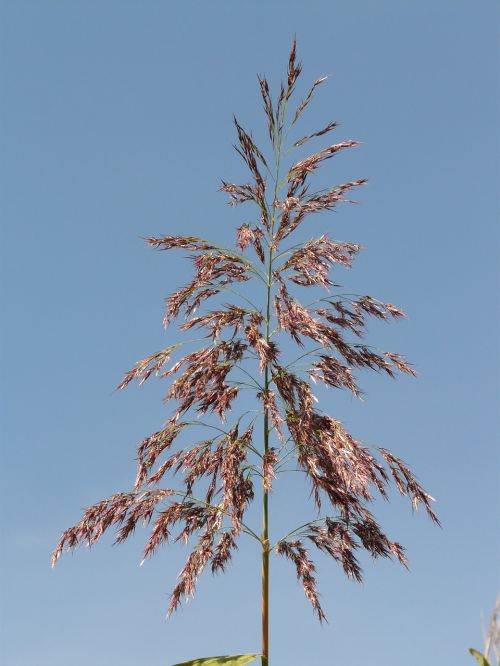 grass reed plant