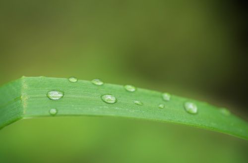 grass leaf nature