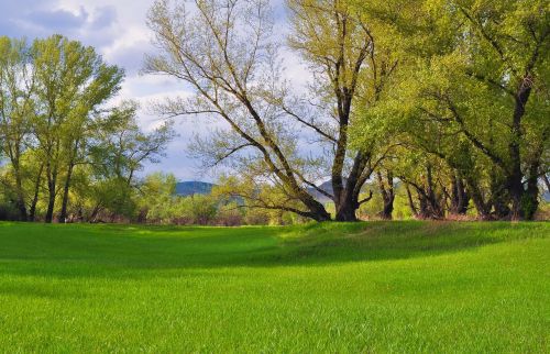 grass green field