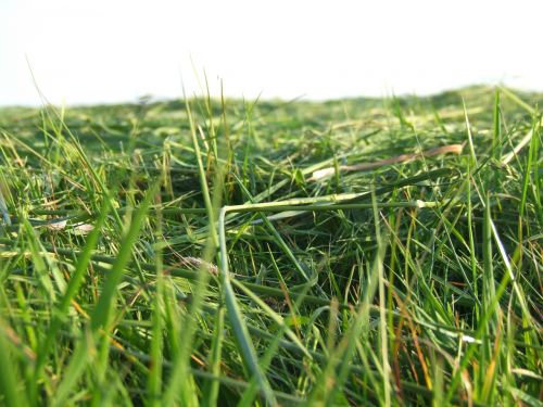 grass meadow mowed
