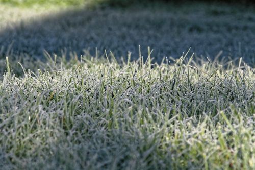 grass ripe frost