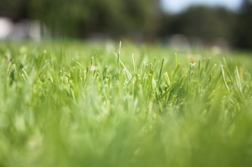 grass macro canon