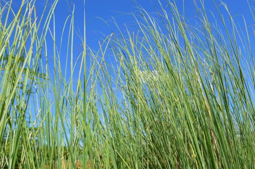 grass sky nature