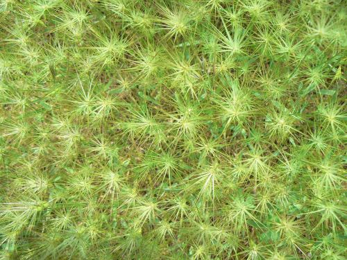 grass star green