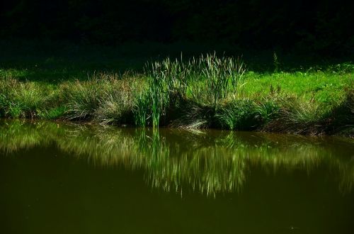 grass meadow lake