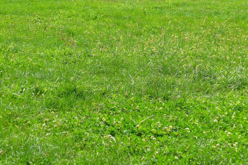 grass texture green