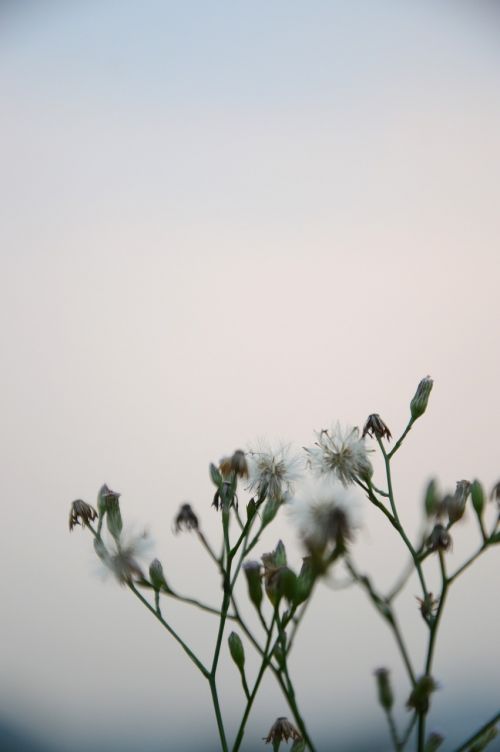 grass photography natural