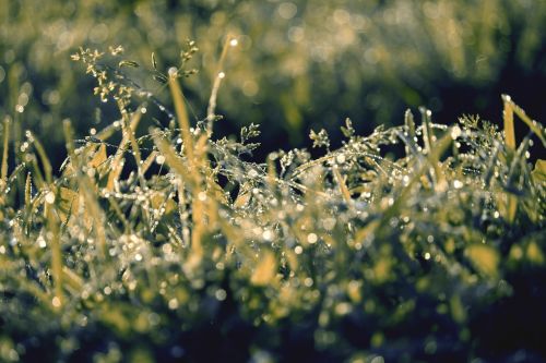 grass green raindrop