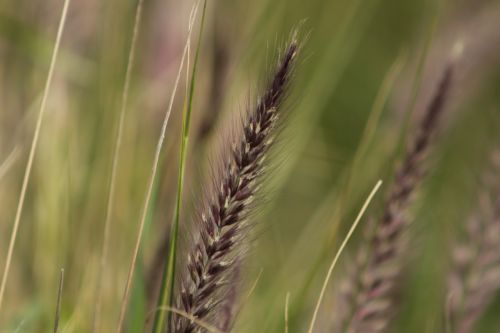 grass grass seeds field