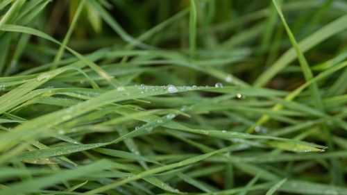 grass moist wet