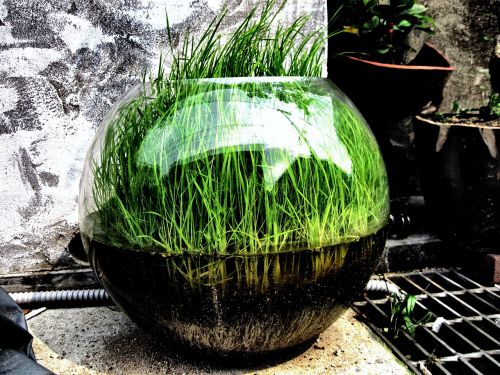 grass bowl green
