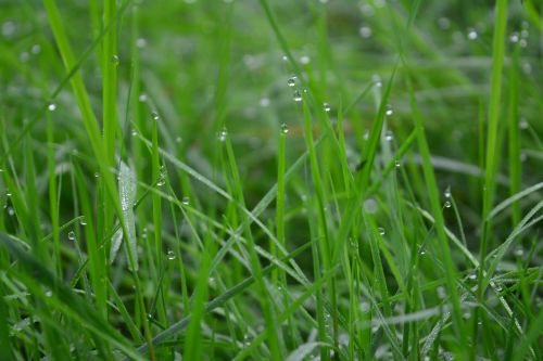 grass green dew