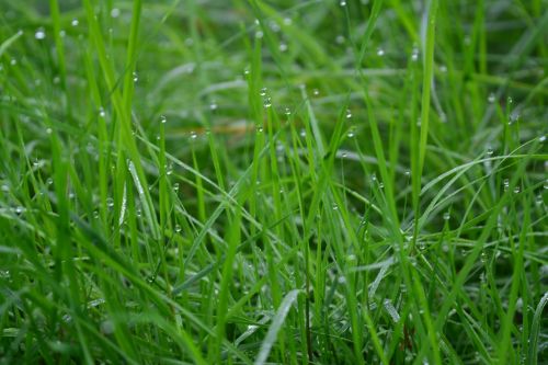 grass green dew