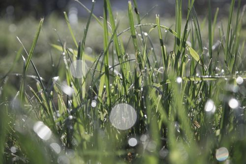 grass orbs wet