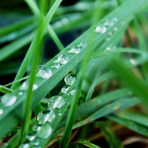 grass green raindrop