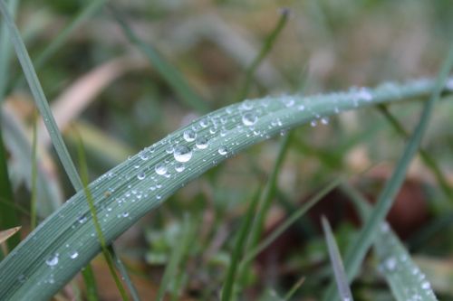 Grass After Rain