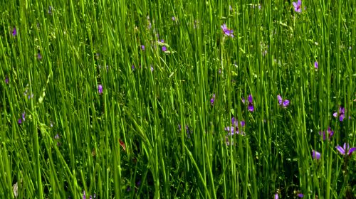 Grass And Flowers