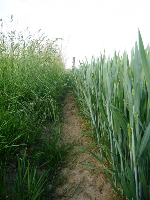 Grass And Grain