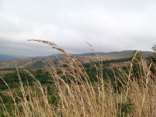 Grass And Mountains