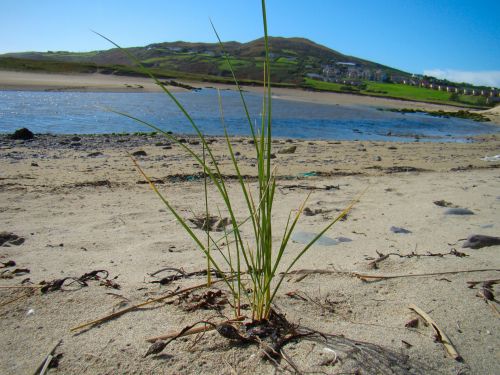 Grass At Beach