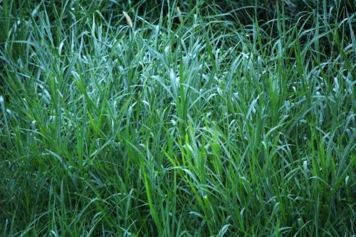 Grass Background