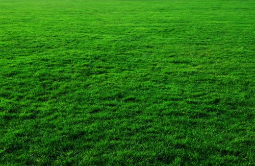 Grass Background