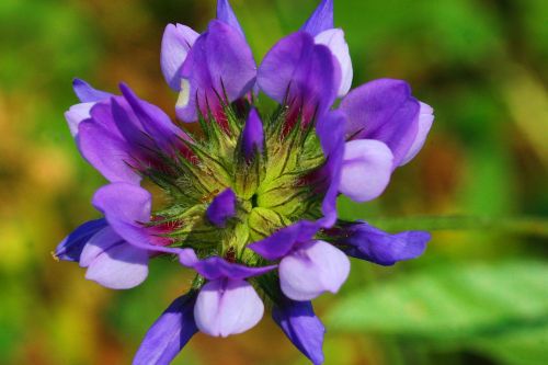 grass bitumen flower nature