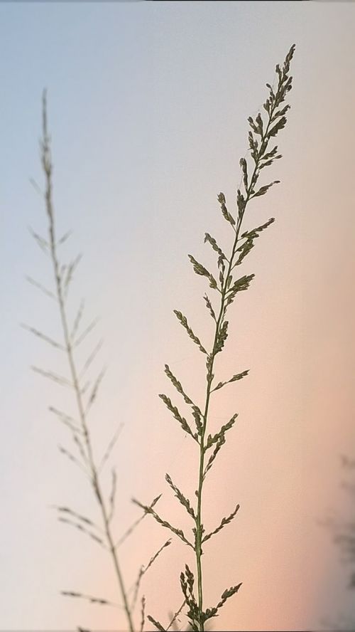 grass flower evening close up