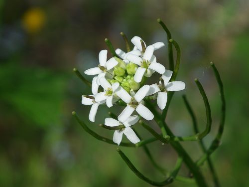 grass flower macro flora