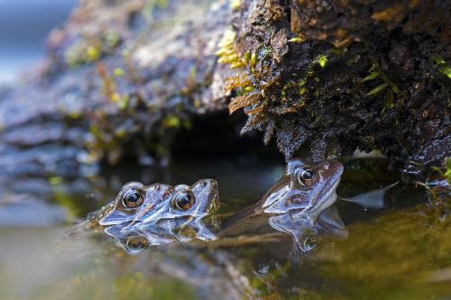 grass frogs frogs animals