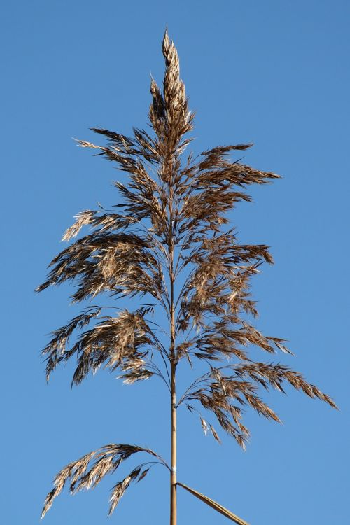 grass fronds wedel grass